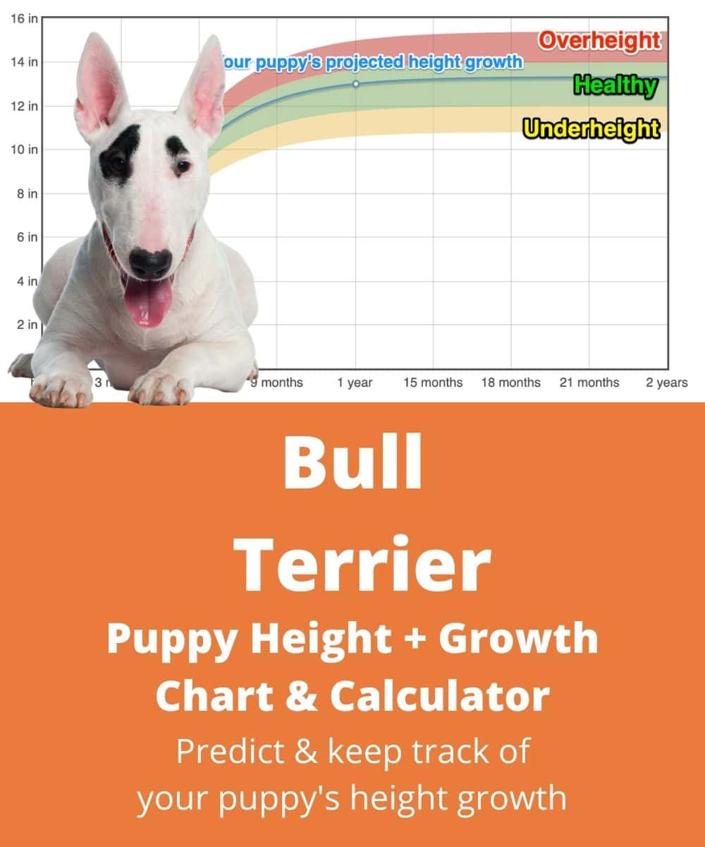 english-bull-terrier Puppy height Growth Chart english-bull-terrier Puppy height Growth Chart